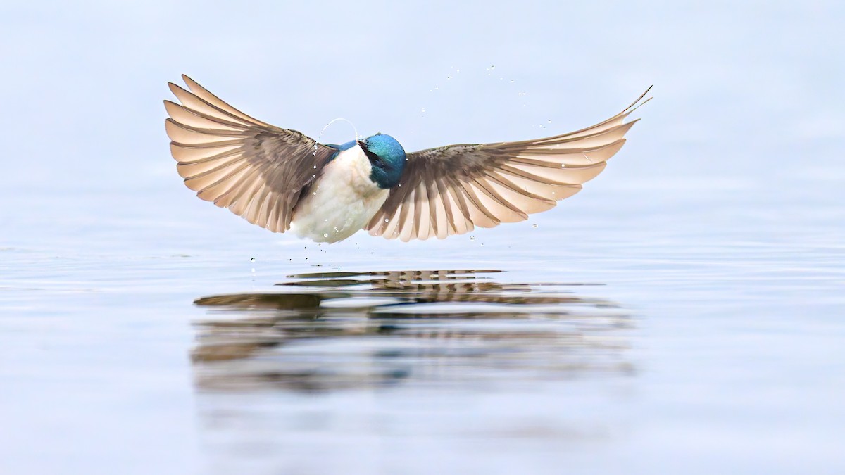 Tree Swallow - ML616262579