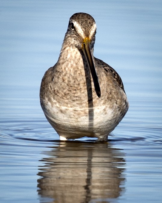 Long-billed Dowitcher - ML616262603