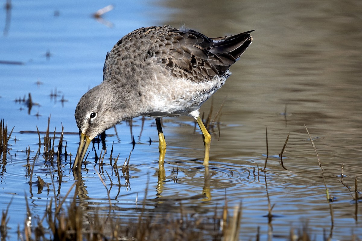 Long-billed Dowitcher - ML616262615