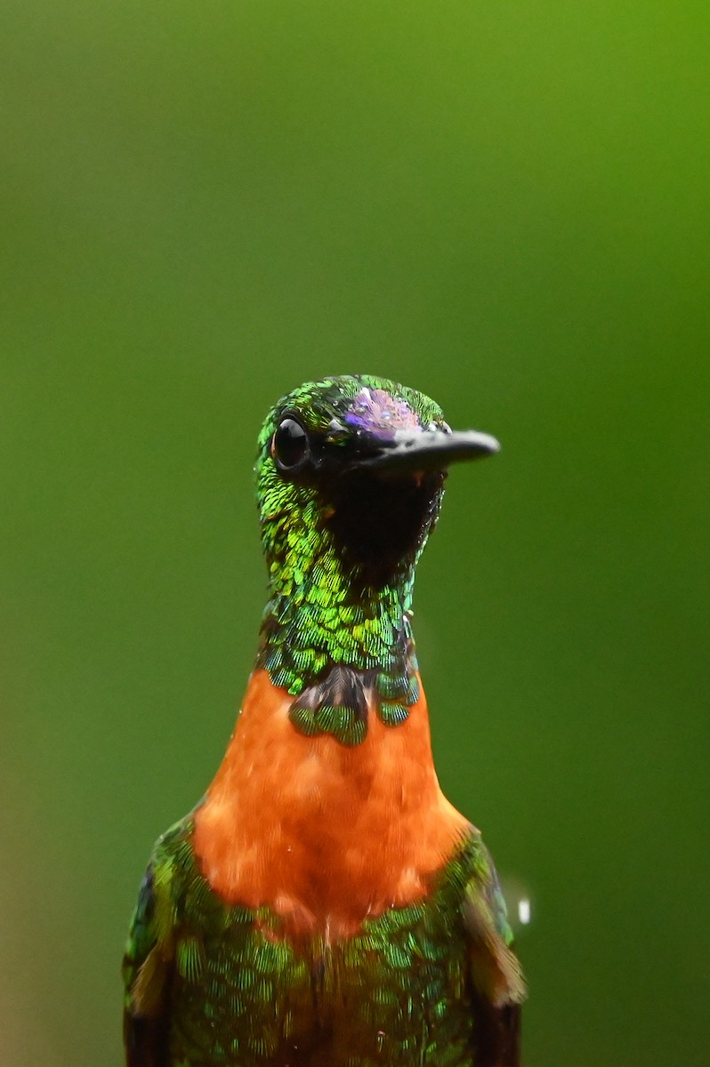 kolibřík nazlátlý - ML616262625