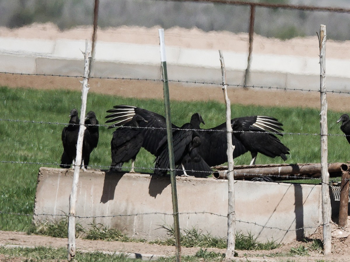 Black Vulture - ML616262667