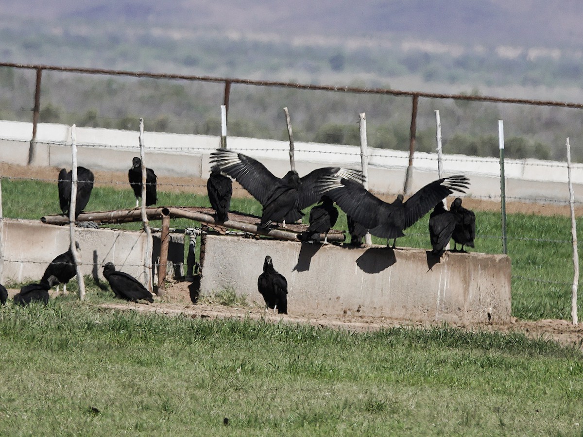 Black Vulture - Kathleen Dashiell