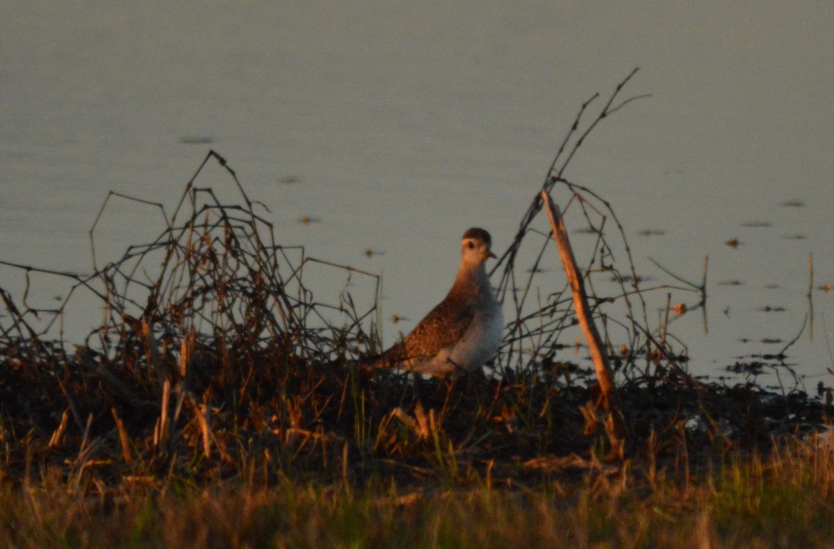 American Golden-Plover - ML616262718