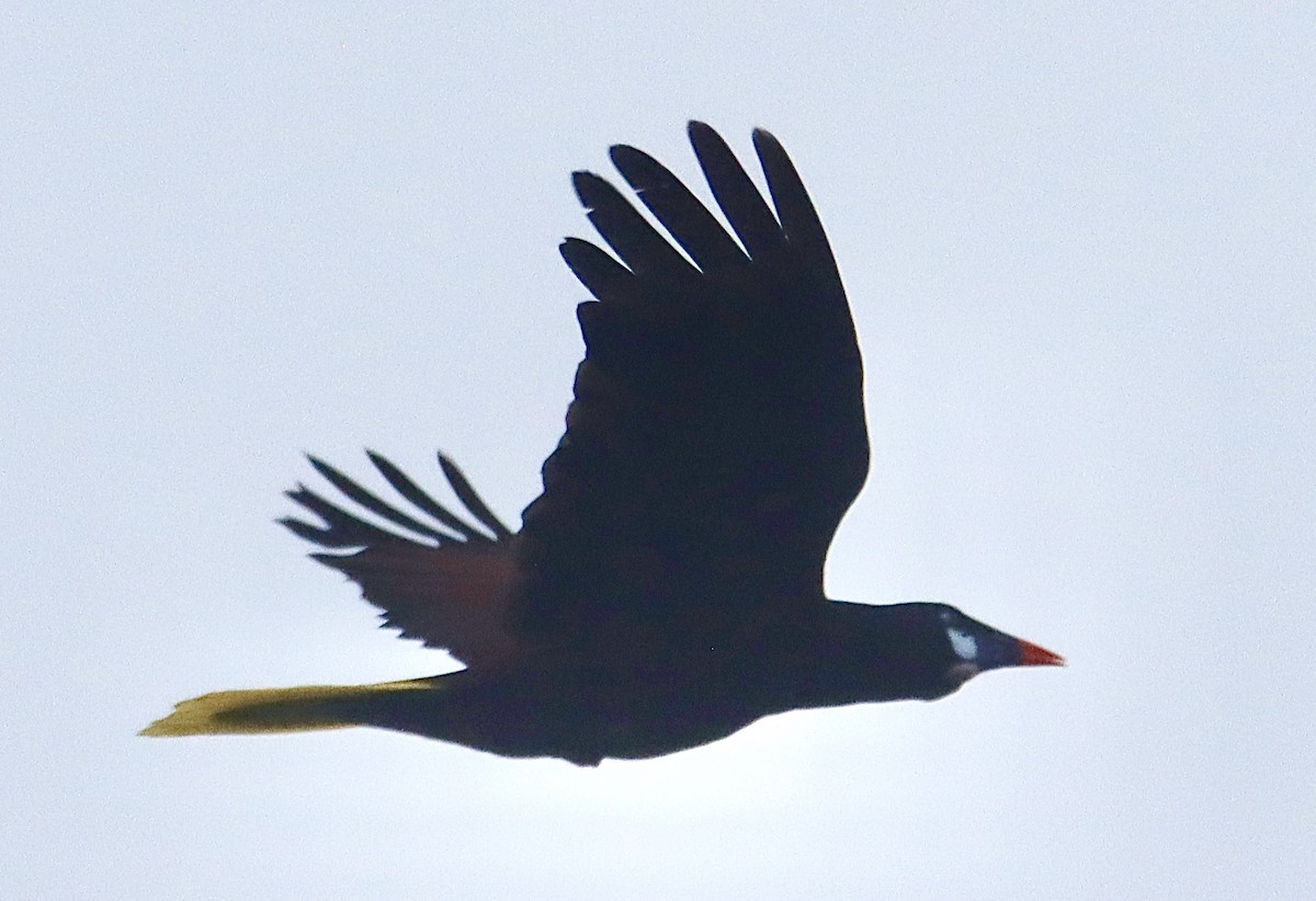 Montezuma Oropendola - ML616262728