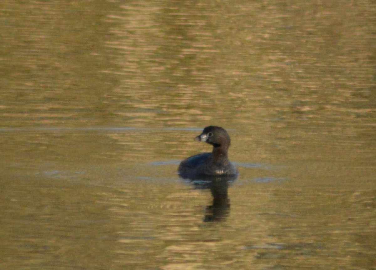 Pied-billed Grebe - Ryan Pudwell