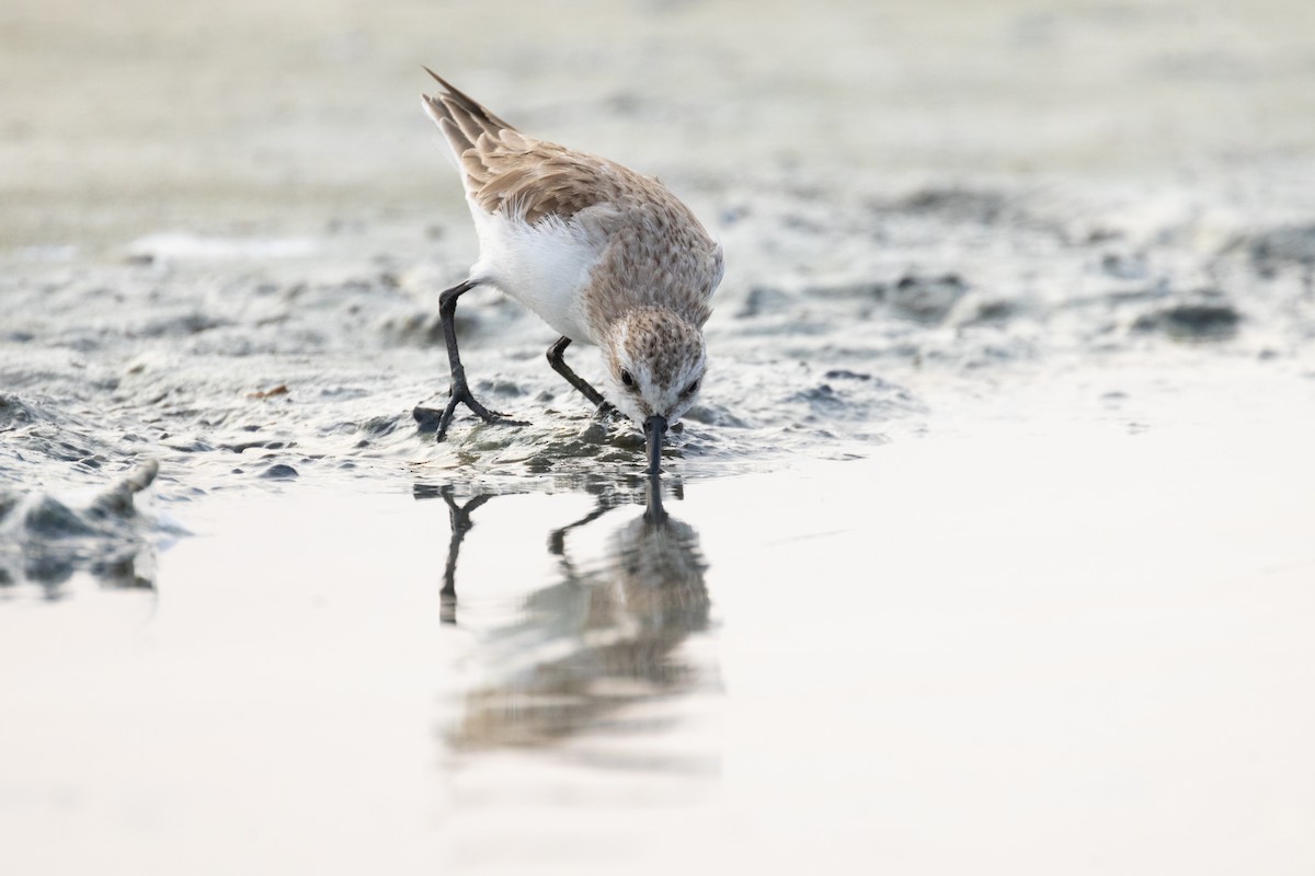 Red-necked Stint - ML616262749