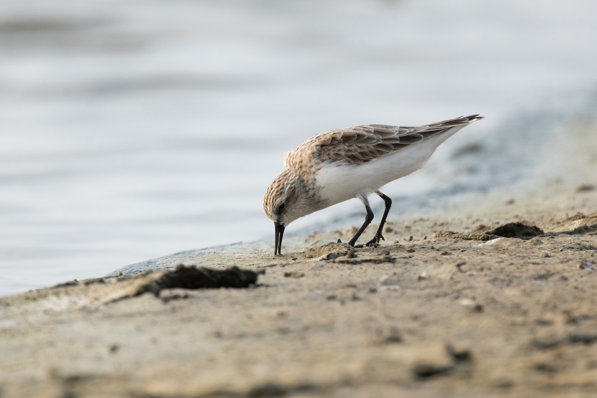 Red-necked Stint - ML616262750