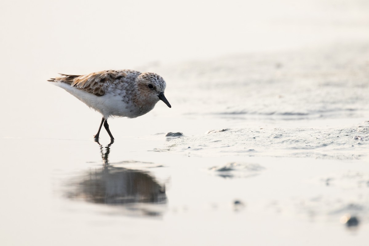 Red-necked Stint - ML616262753