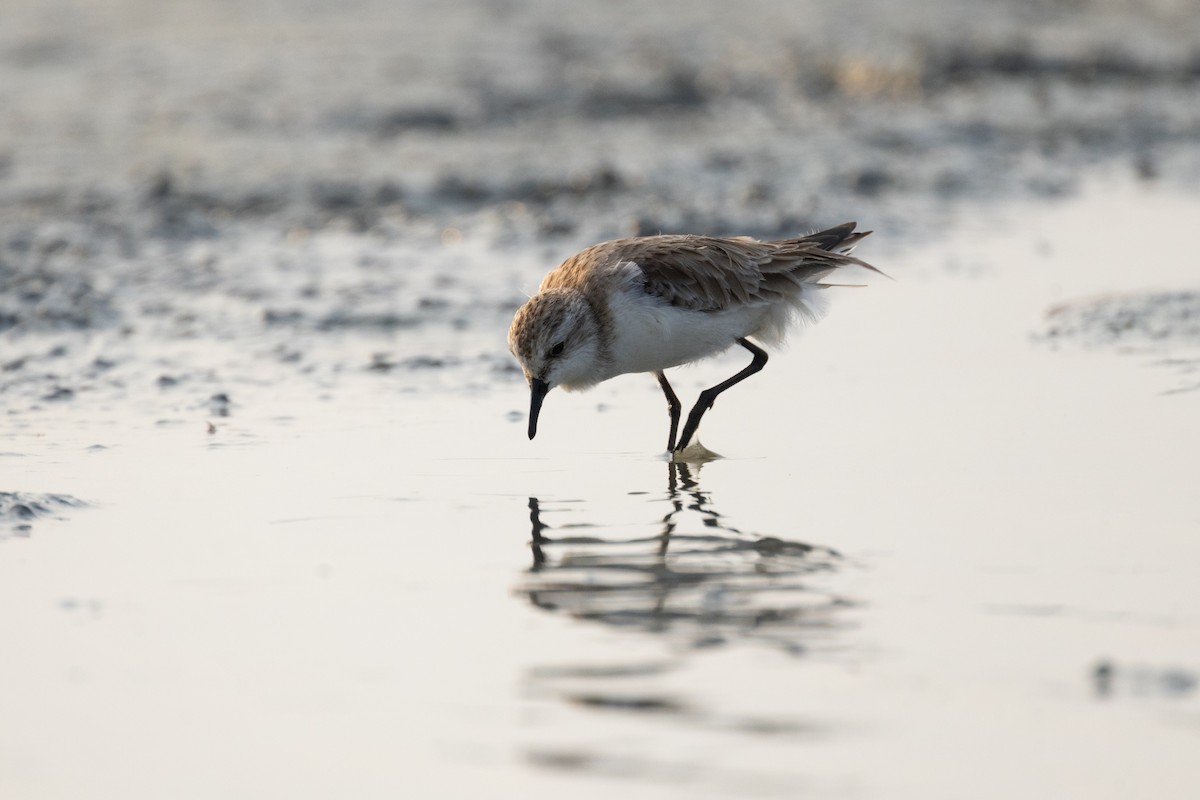 Red-necked Stint - ML616262754