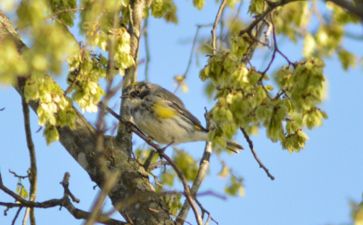 Yellow-rumped Warbler - Ryan Pudwell