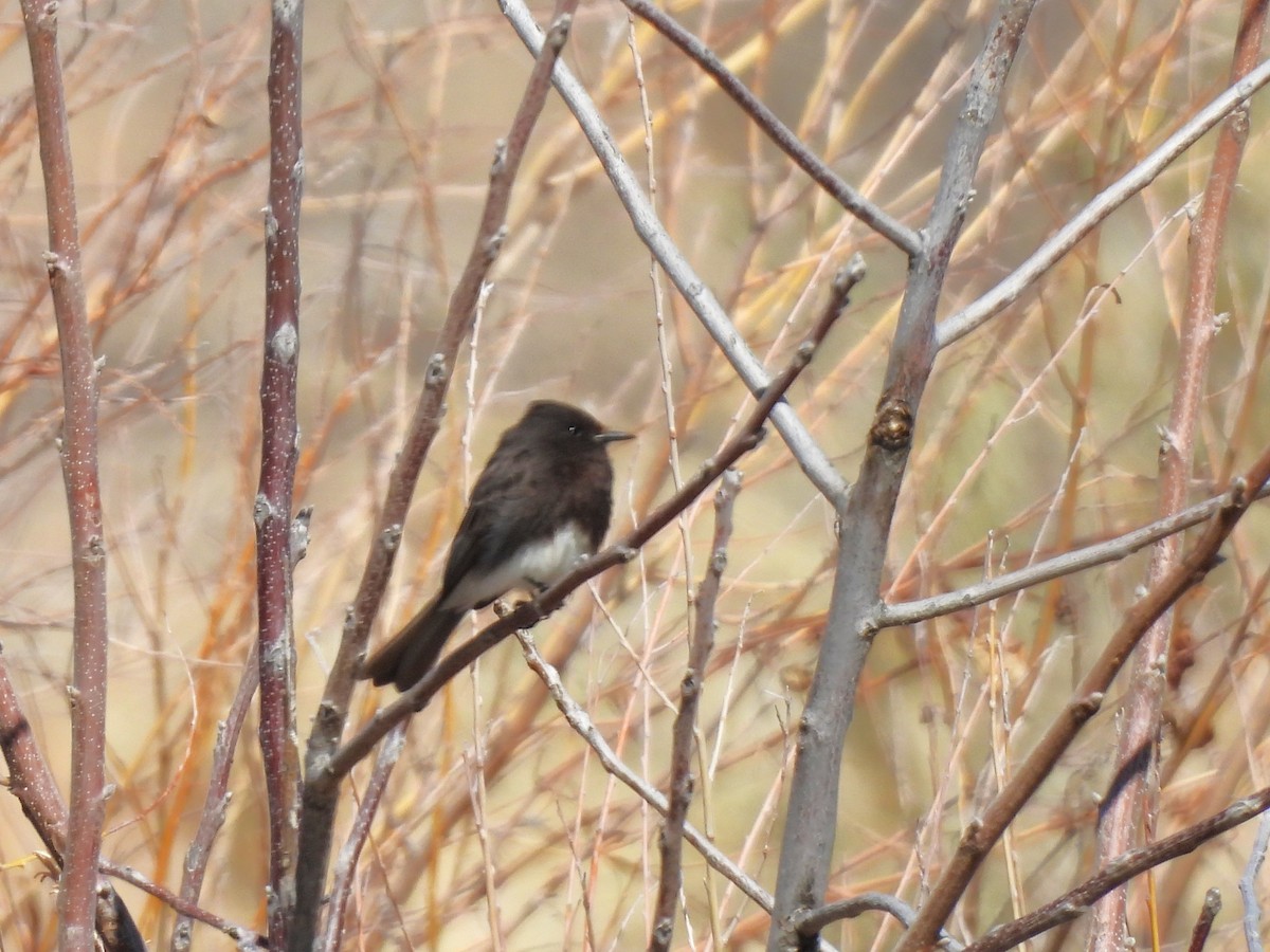 Black Phoebe - ML616262811