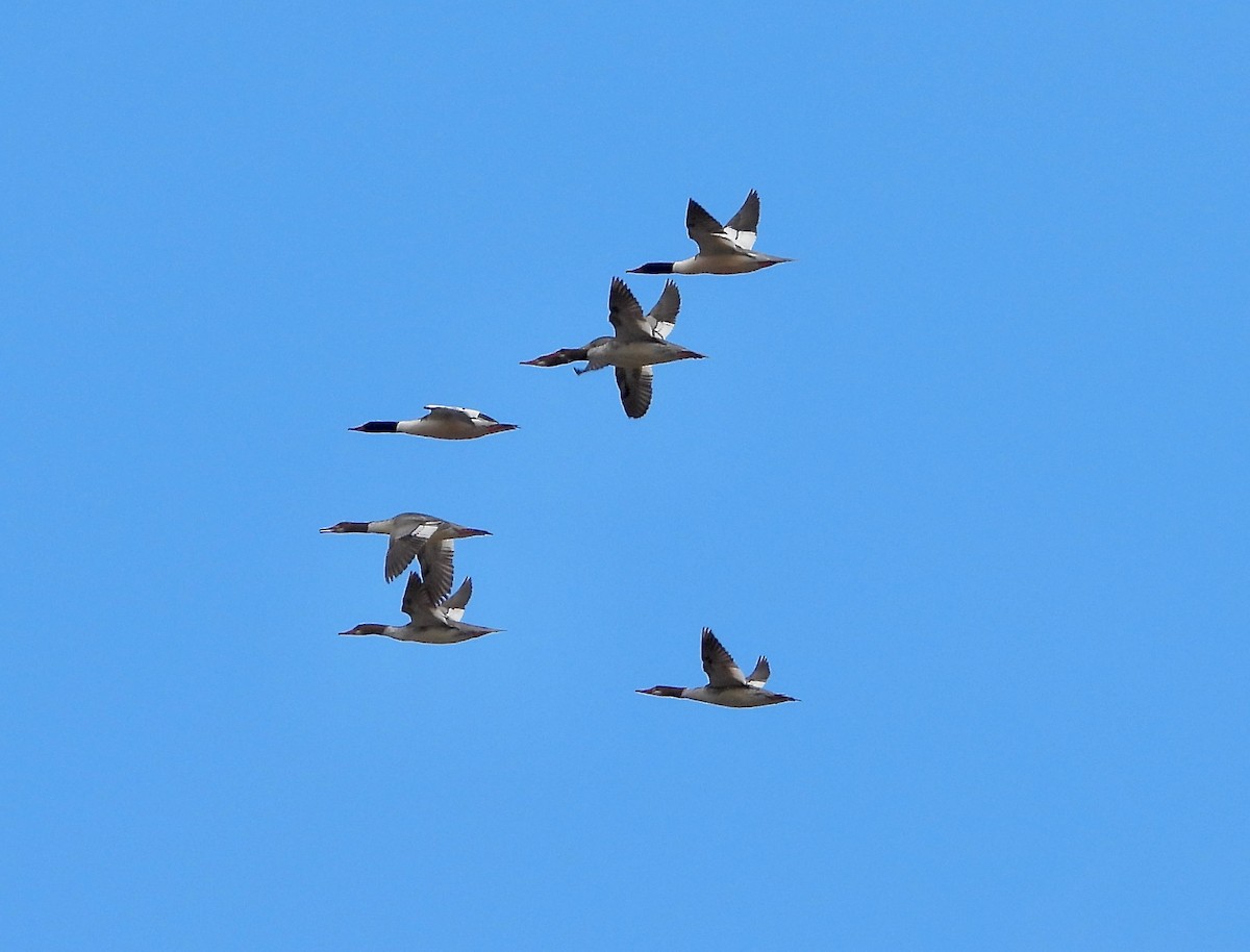 Common Merganser - ML616262892