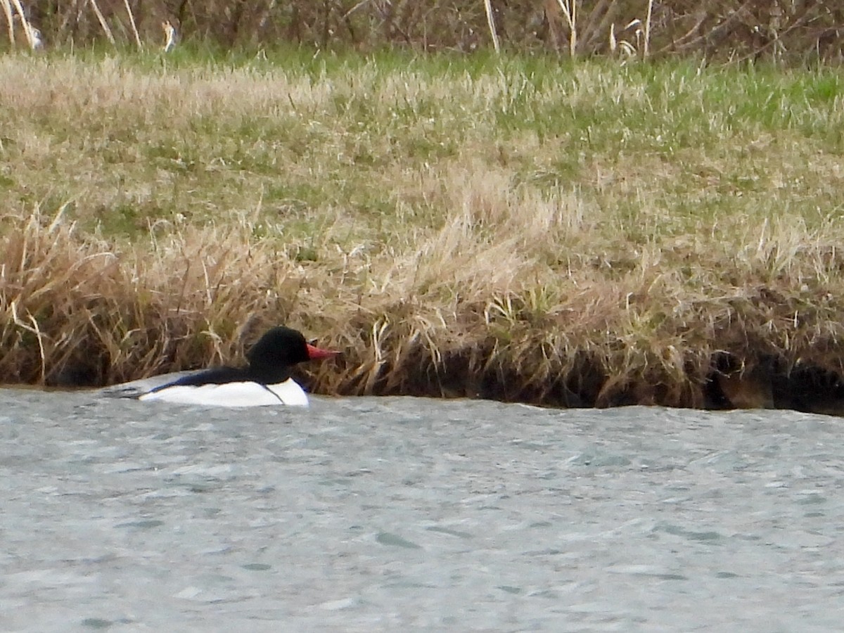 Common Merganser - ML616262893