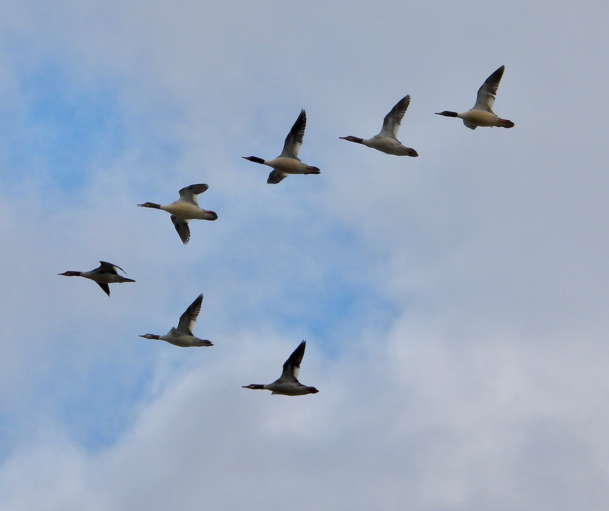 Common Merganser - ML616262894