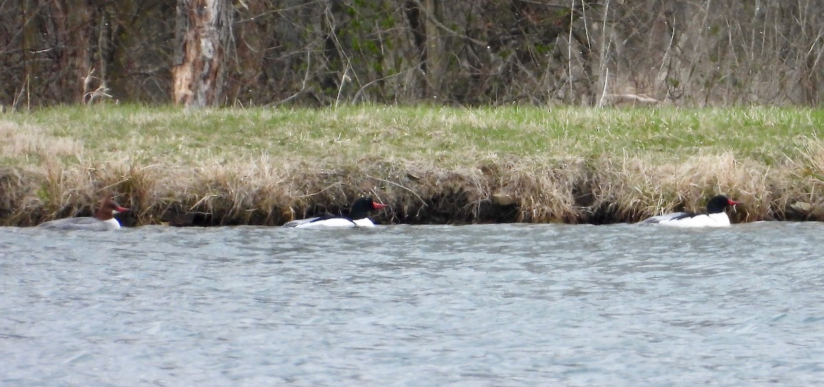 Common Merganser - ML616262895