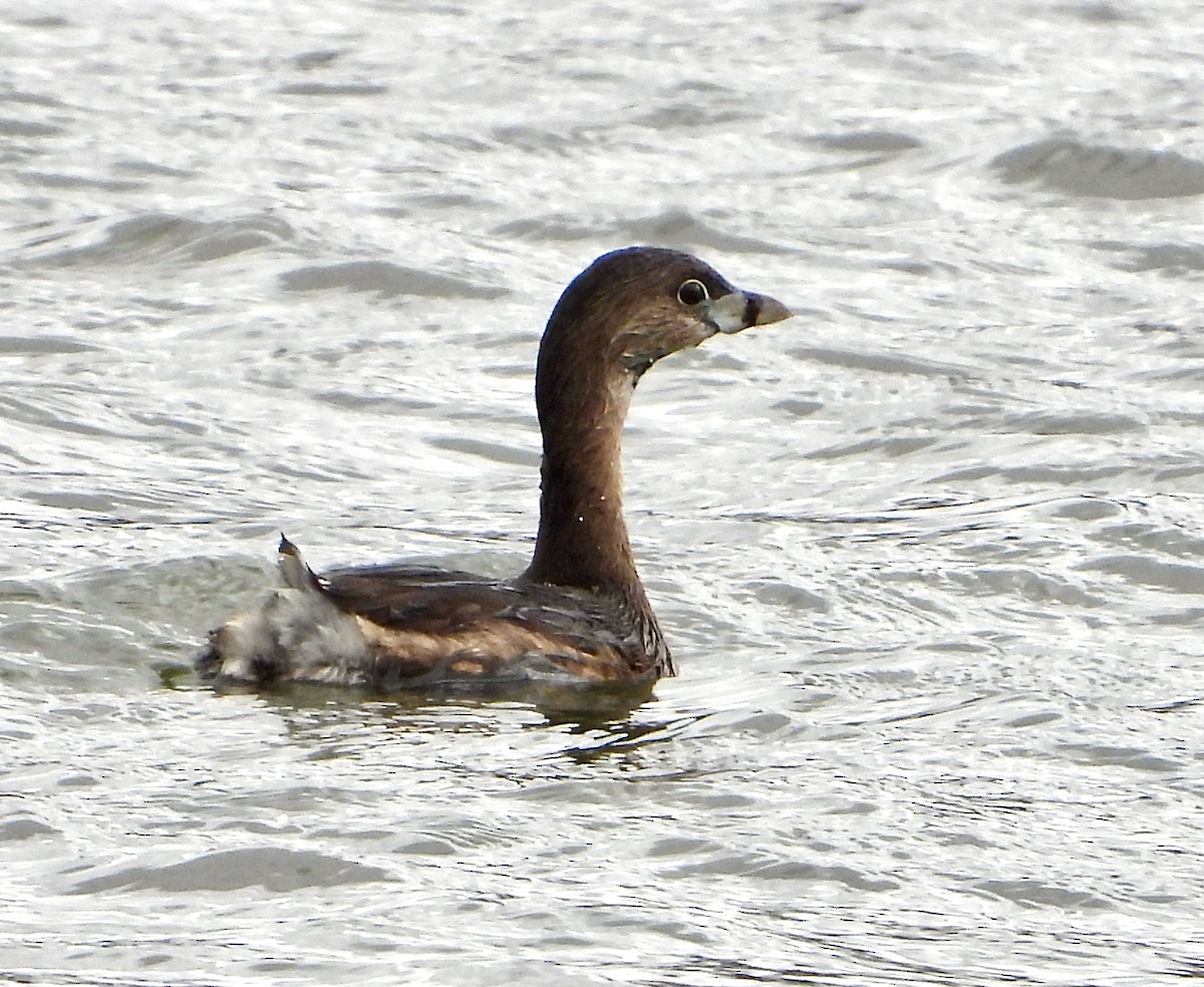 Pied-billed Grebe - ML616262901