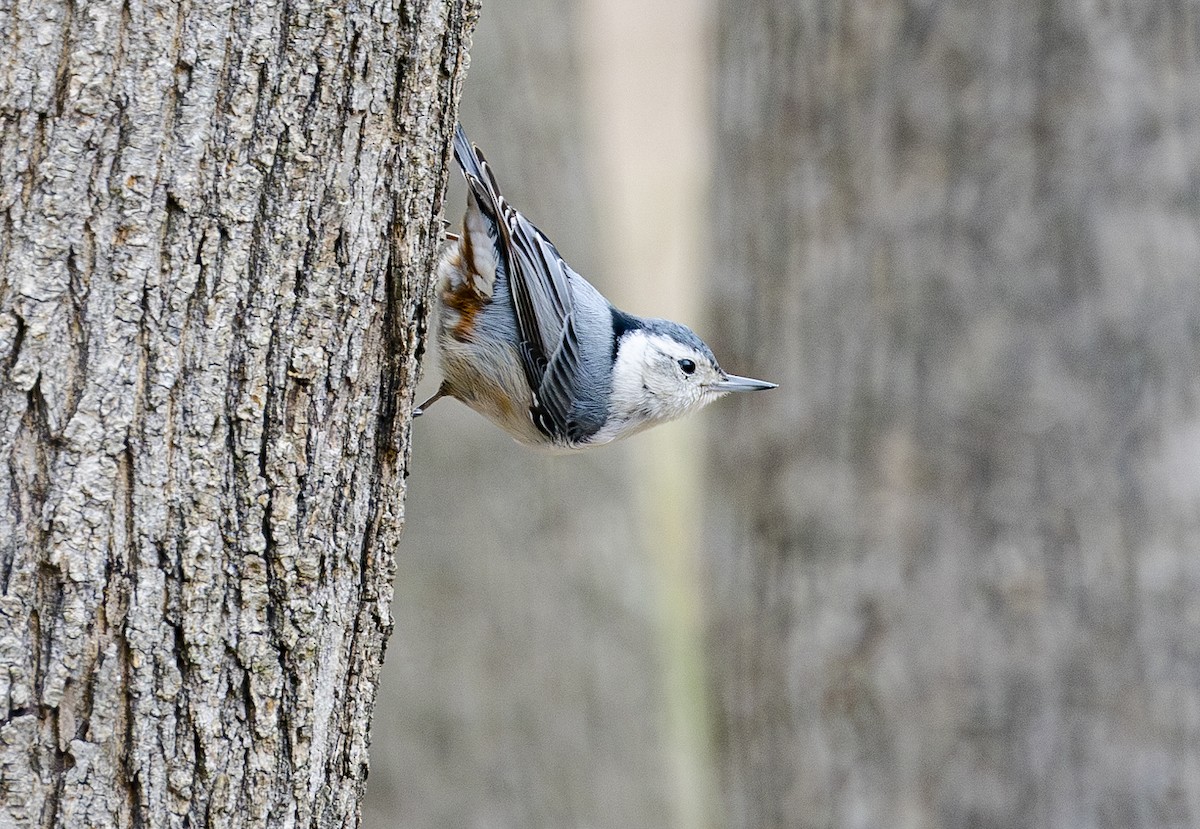 White-breasted Nuthatch - ML616262933