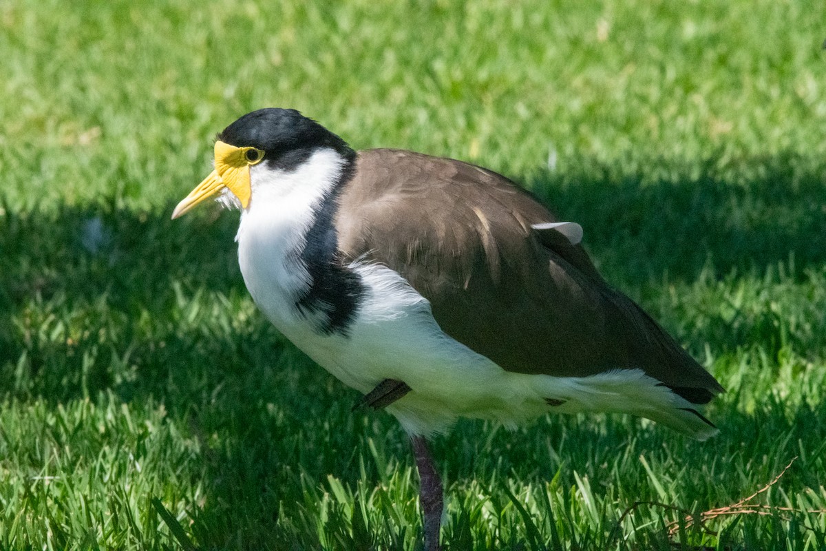 Masked Lapwing - ML616262964