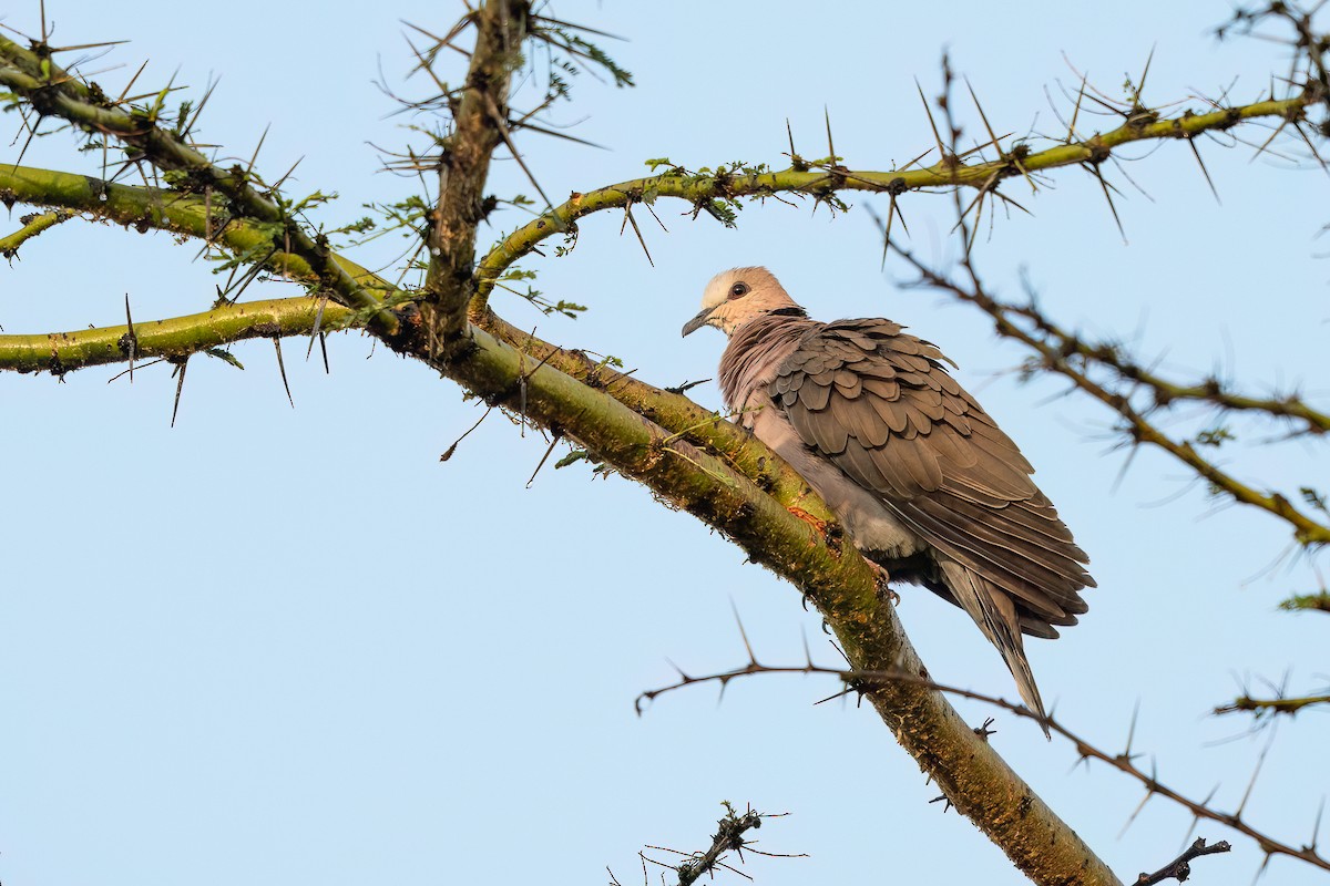 Red-eyed Dove - Jeff Cooper