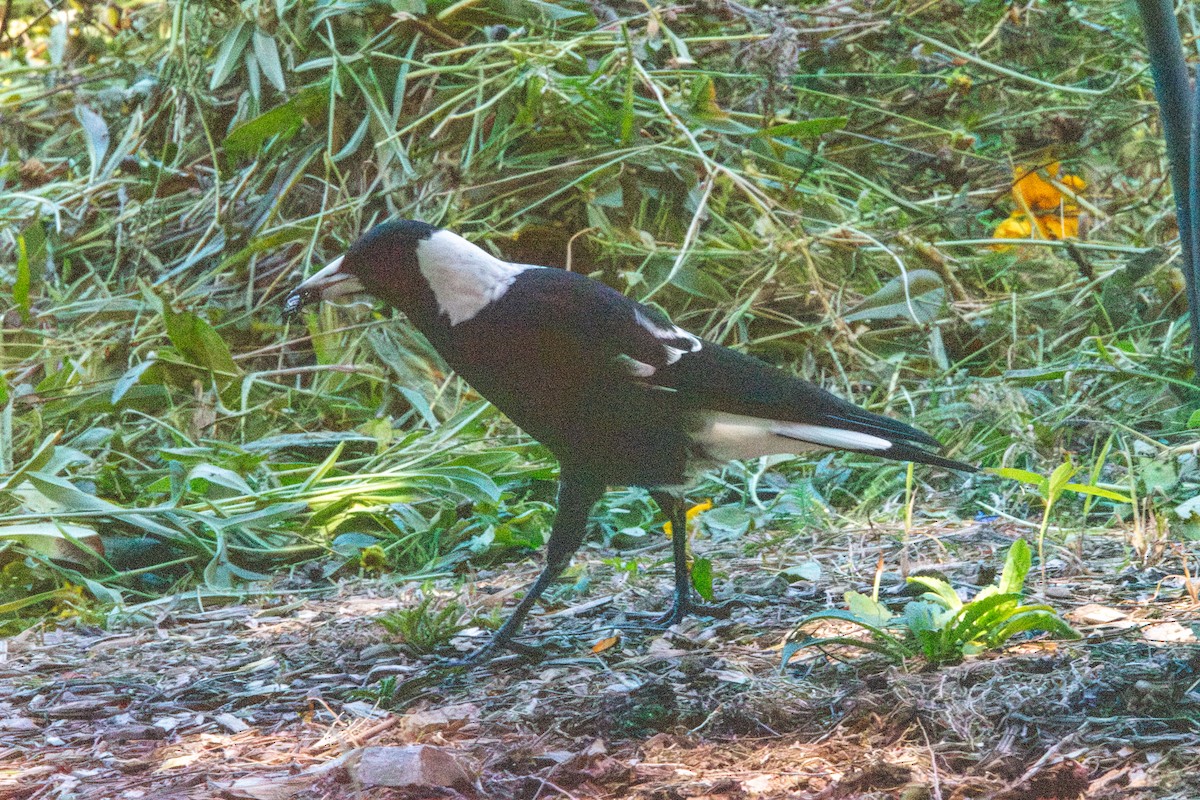 Australian Magpie - ML616263021