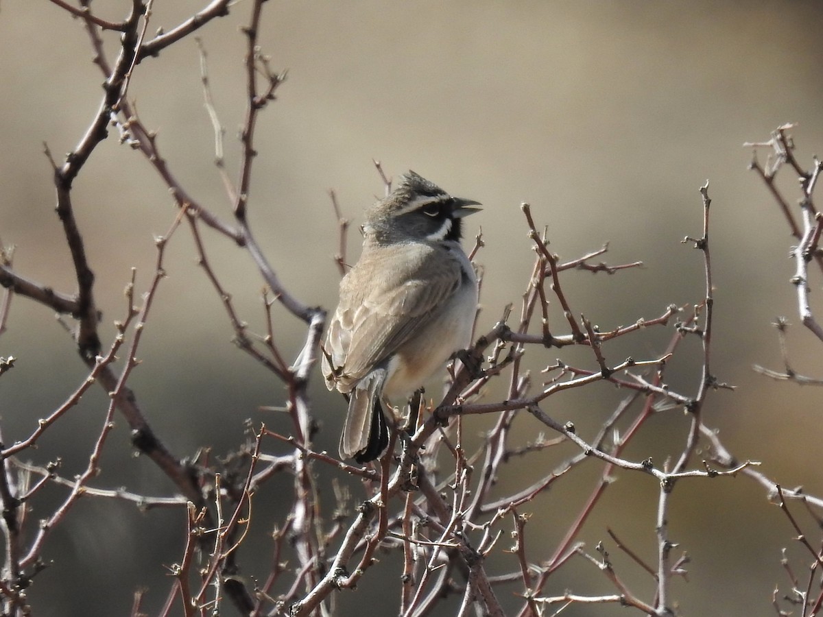 Black-throated Sparrow - ML616263044