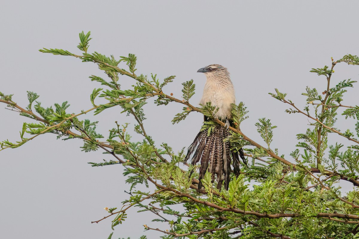 White-browed Coucal (White-browed) - ML616263051