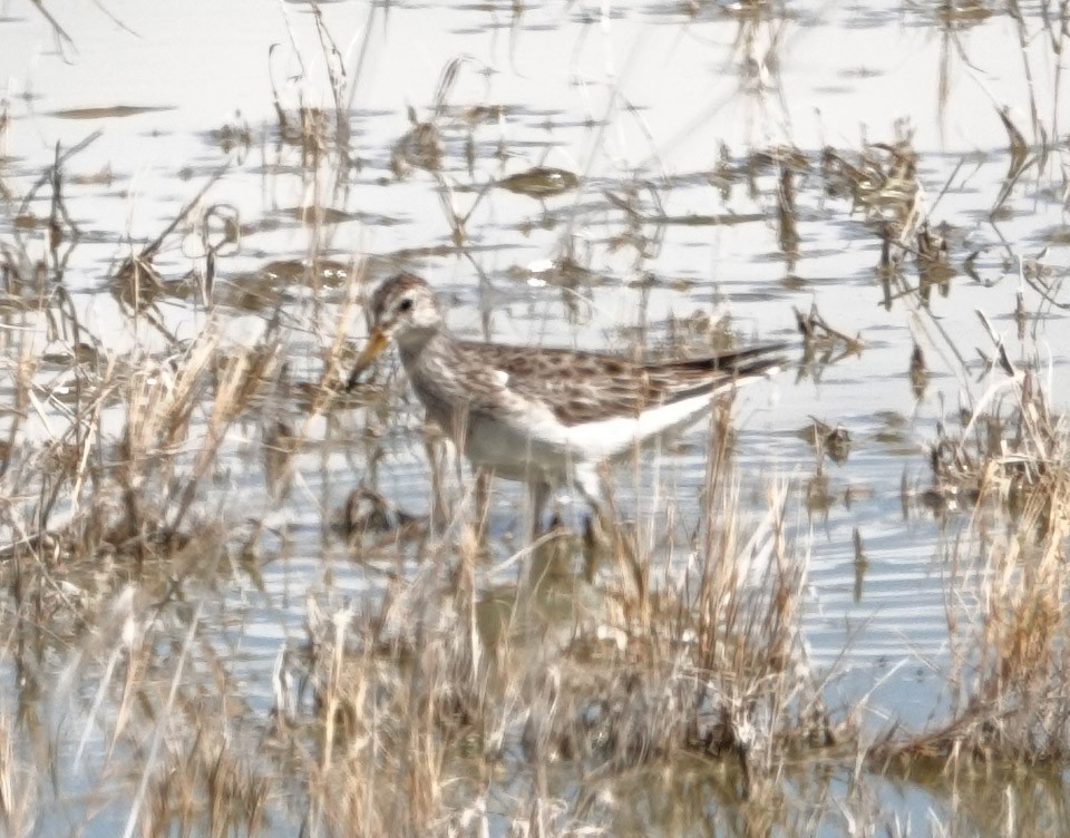 Pectoral Sandpiper - ML616263052