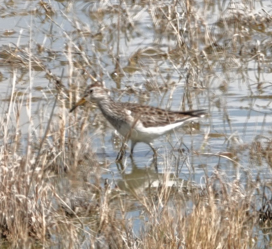 Bécasseau à poitrine cendrée - ML616263054