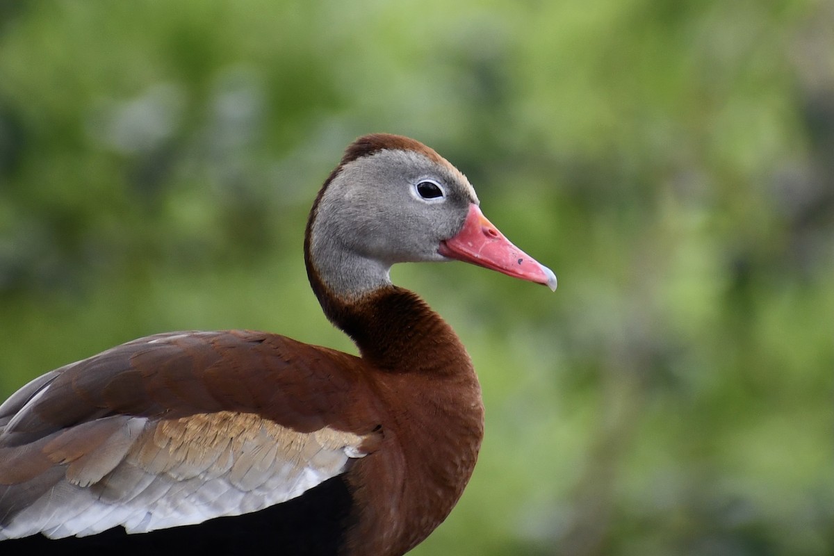 Black-bellied Whistling-Duck - Jon Orona