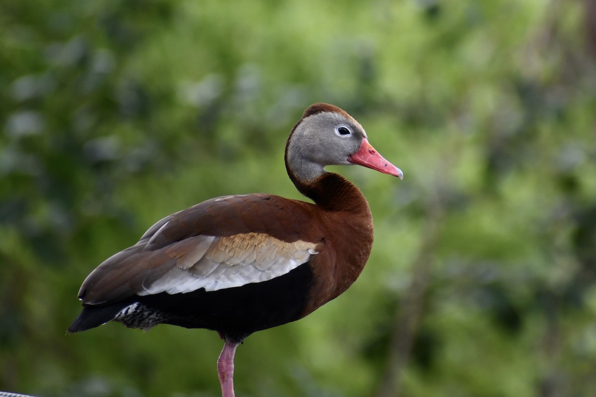 Black-bellied Whistling-Duck - Jon Orona