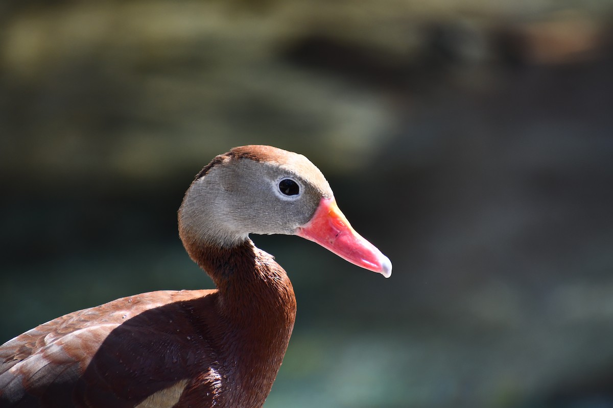 Black-bellied Whistling-Duck - ML616263066