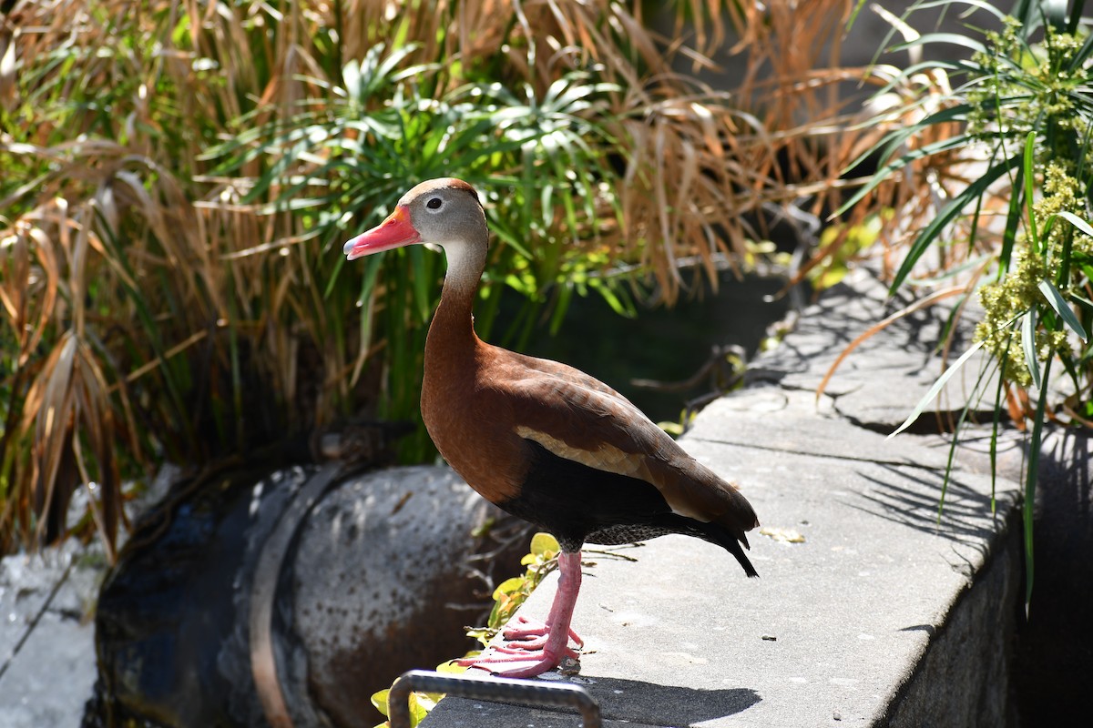 Black-bellied Whistling-Duck - Jon Orona