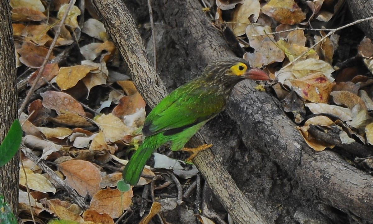 Braunkopf-Bartvogel - ML616263106