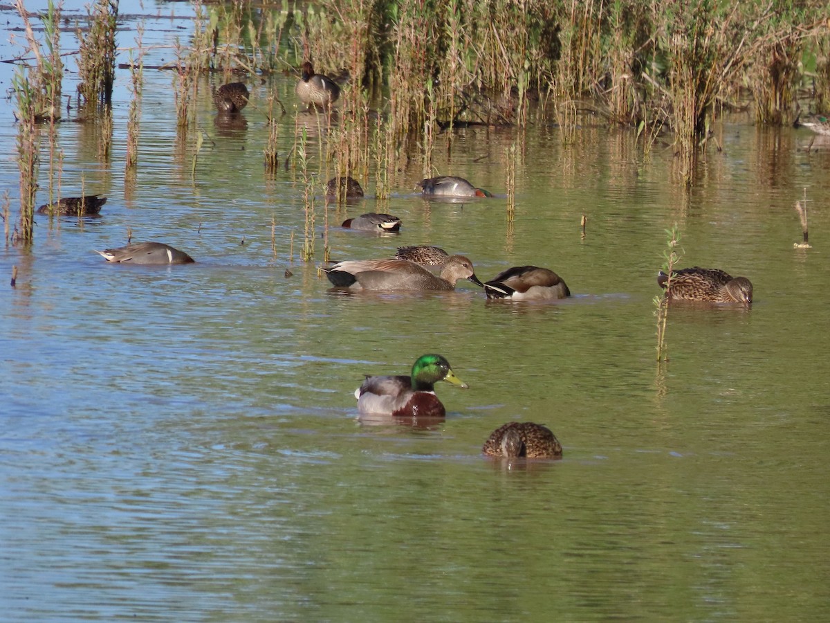 Gadwall - Anne (Webster) Leight