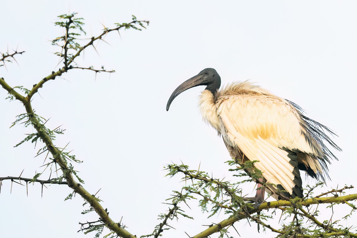 African Sacred Ibis - ML616263129