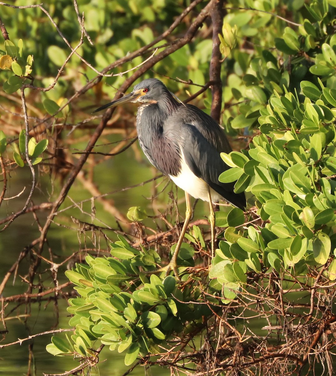 Tricolored Heron - Paul Morf