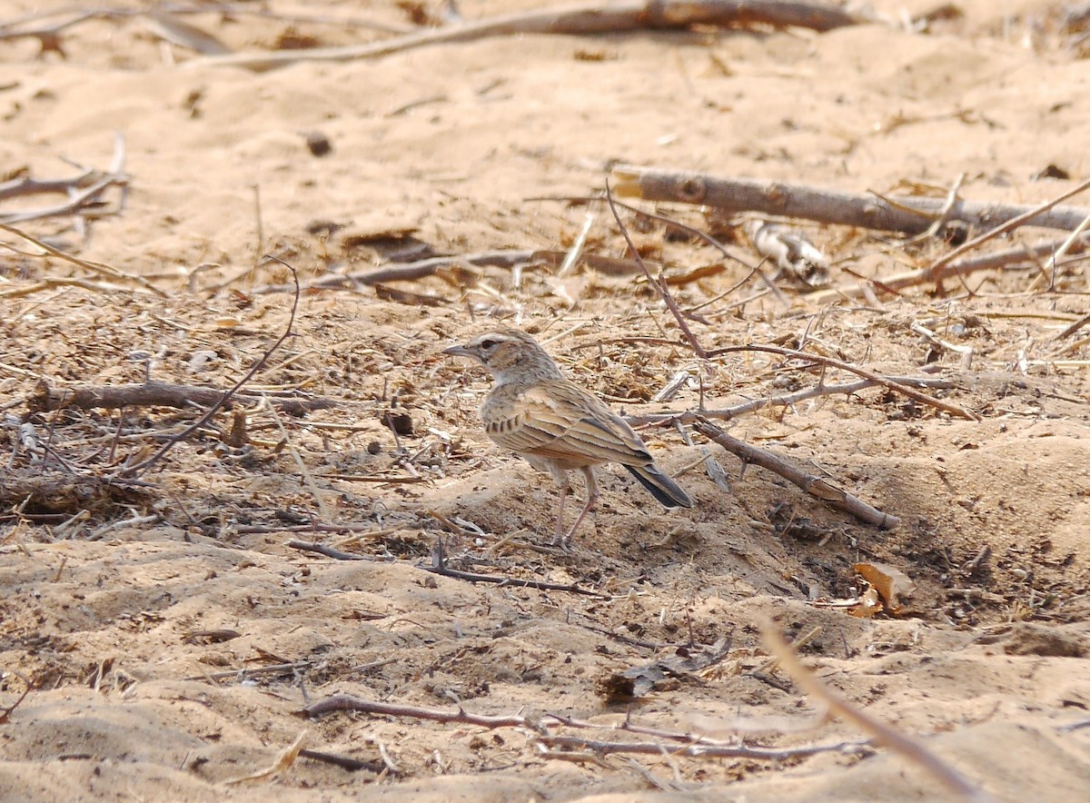 Fawn-colored Lark (Fawn-colored) - ML616263208