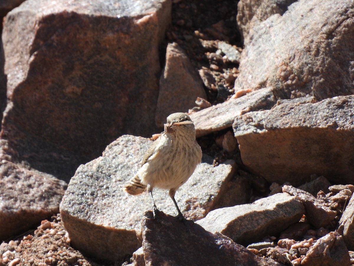 Rock Wren - ML616263278