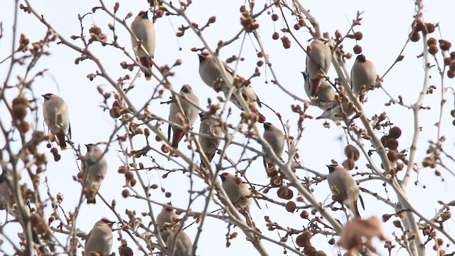 Bohemian Waxwing - ML616263313