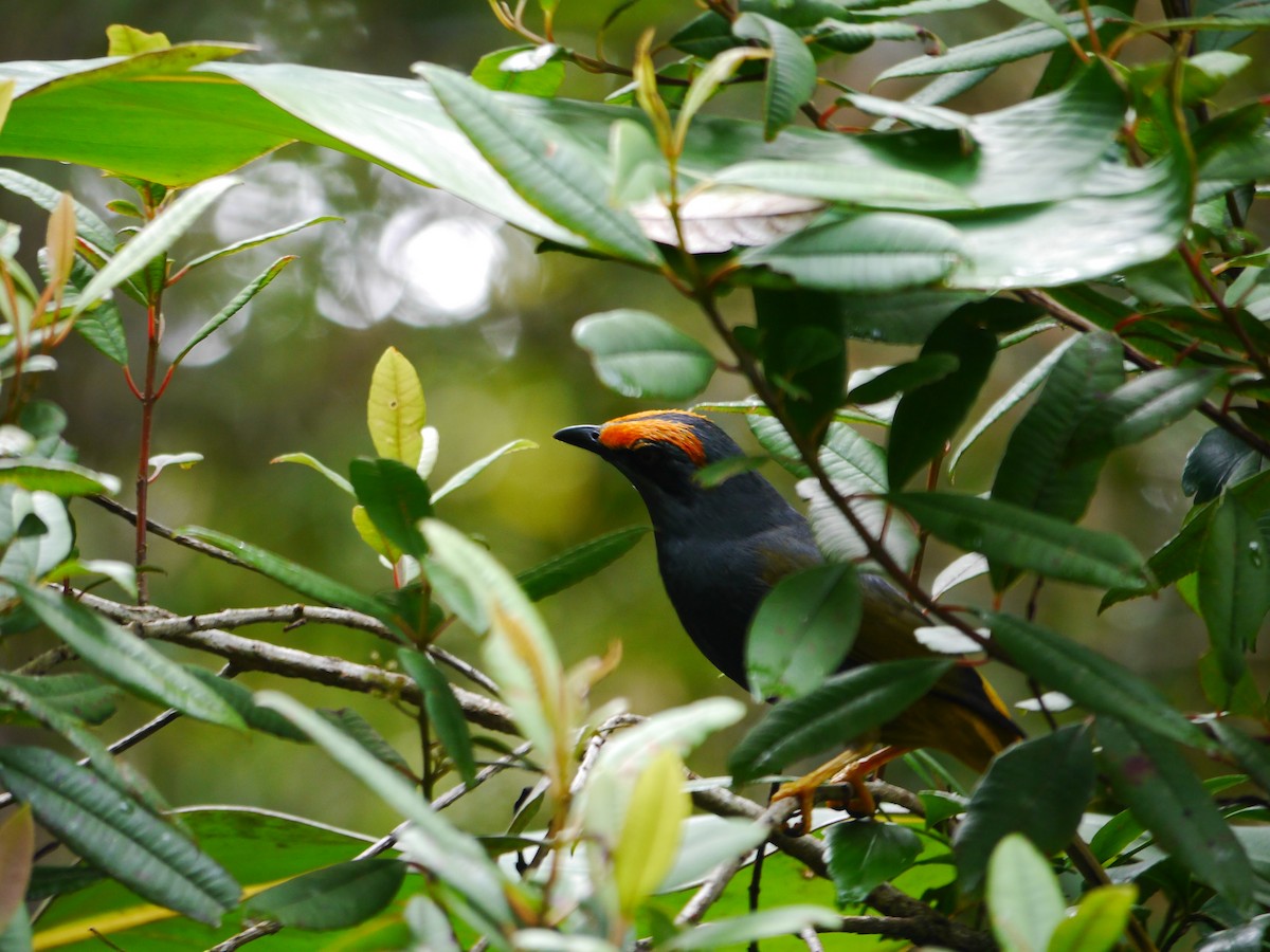 Fiery-browed Myna - ML616263329