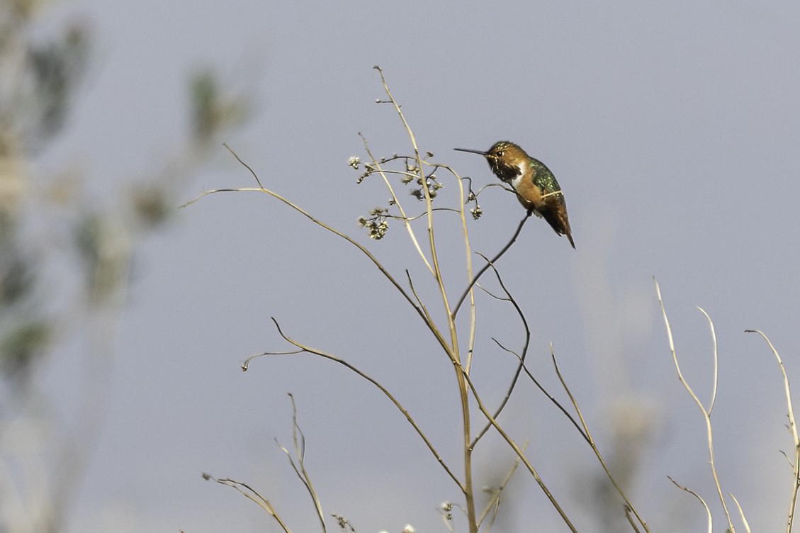 Colibrí de Allen - ML616263342