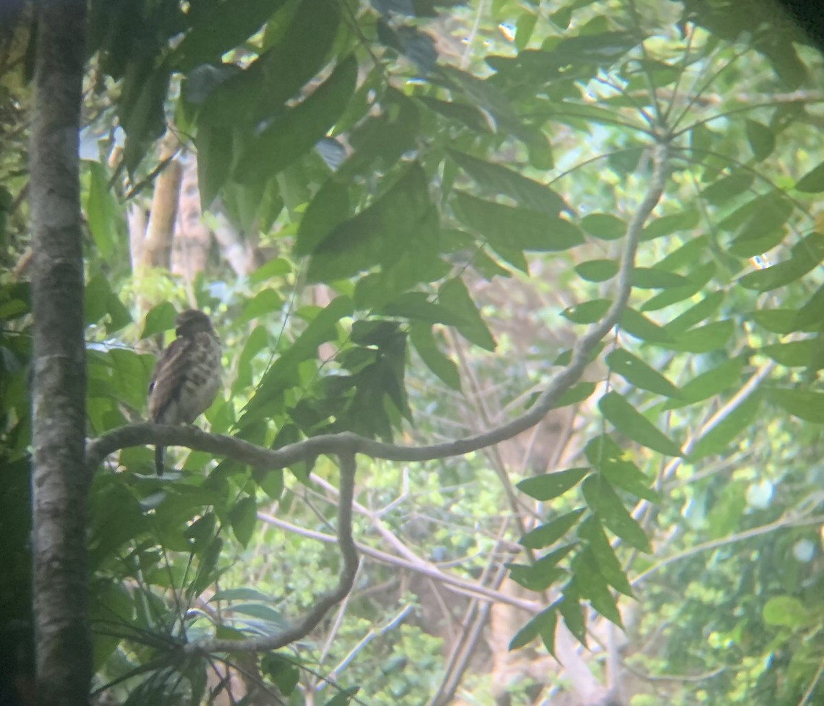 Crested Goshawk - ML616263351