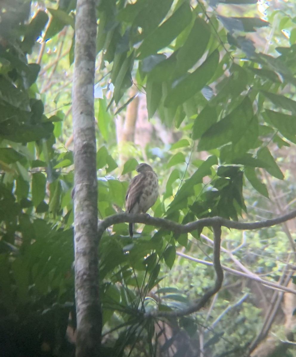 Crested Goshawk - ML616263353