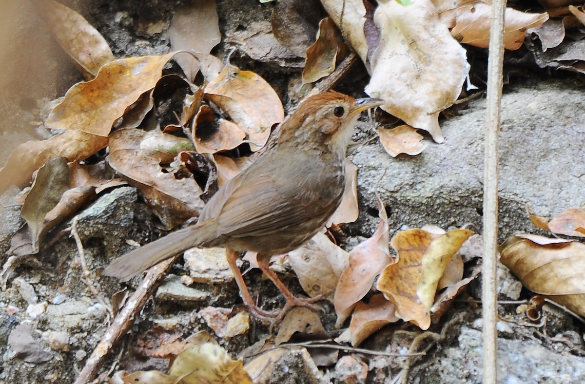 Puff-throated Babbler - ML616263362