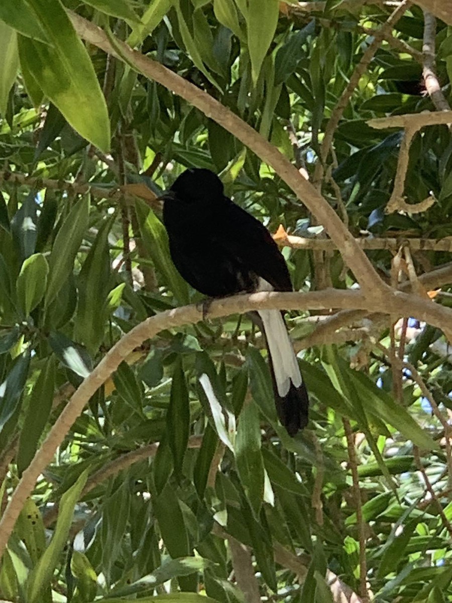 White-vented Shama - GIAN MANUEL LOPEZ