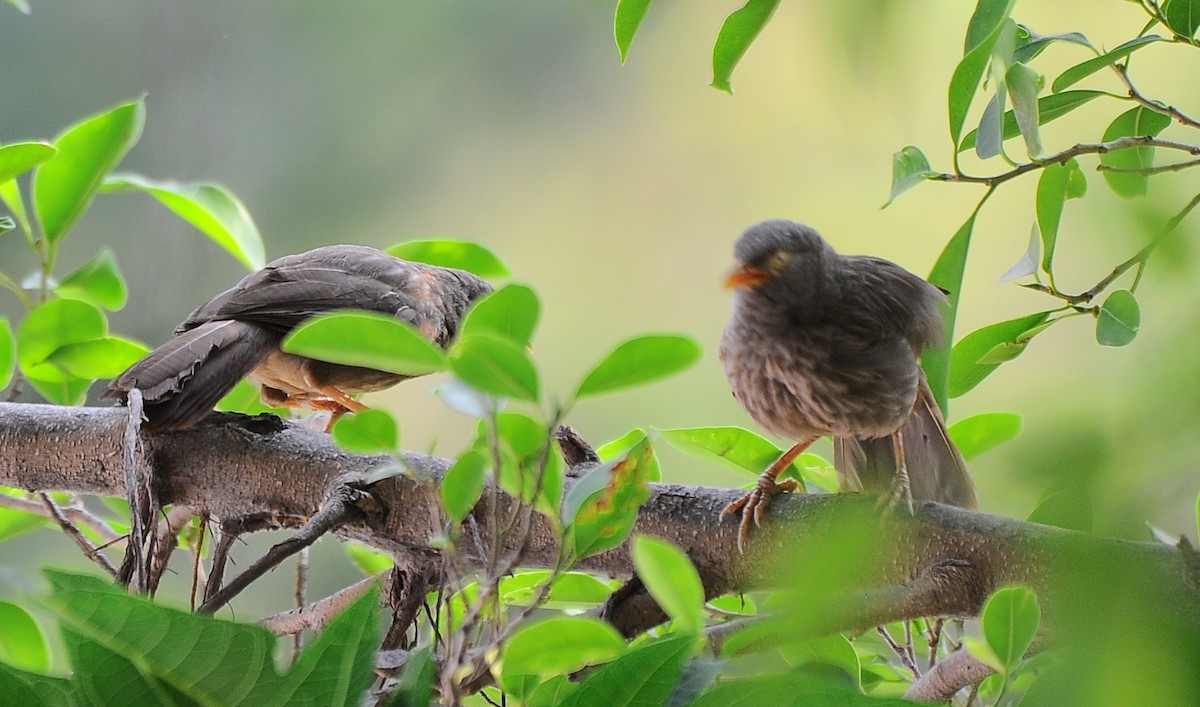 Jungle Babbler - ML616263381