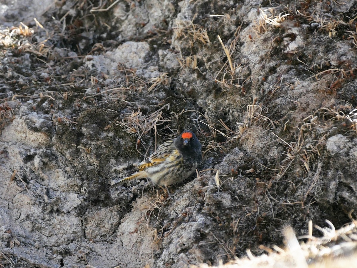 Fire-fronted Serin - Brett Hartl