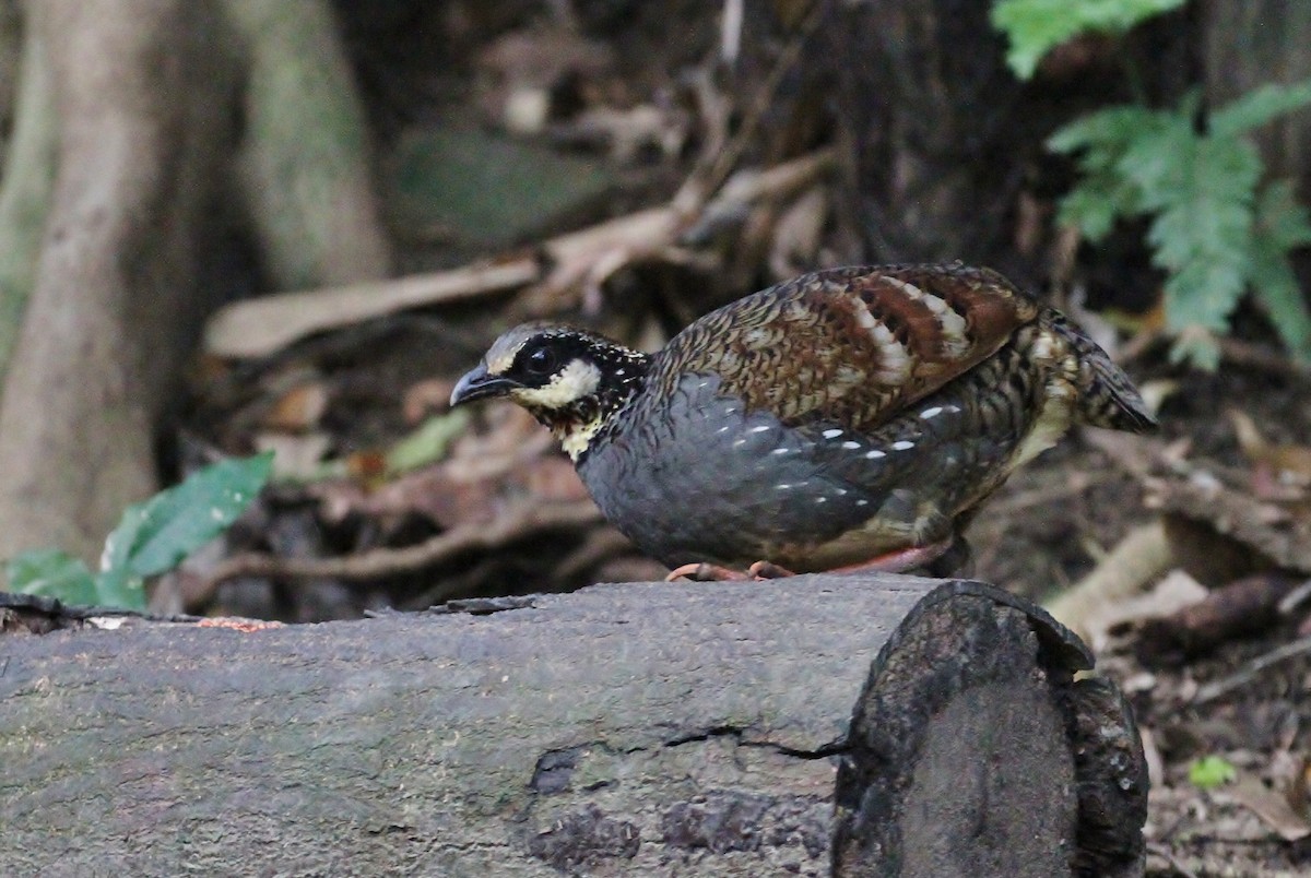 Taiwan Partridge - Scott Watson