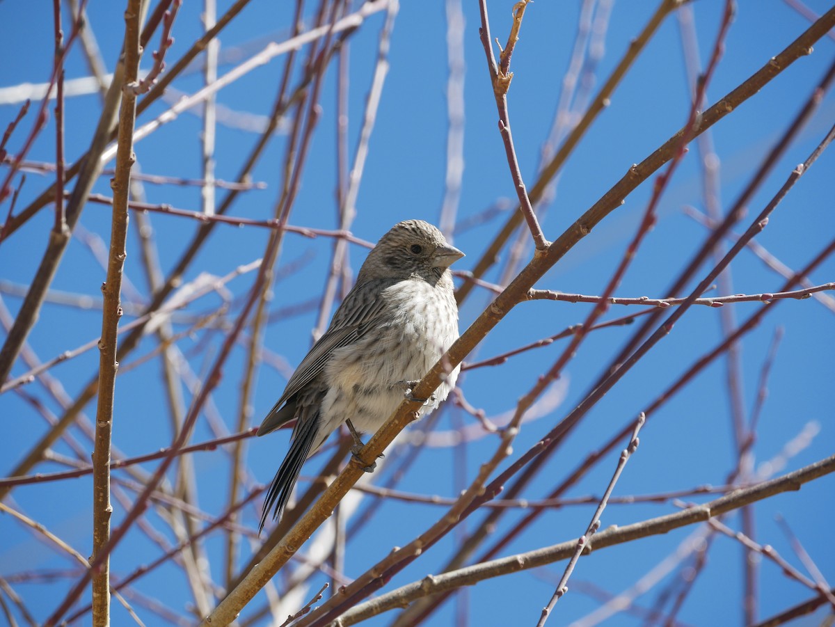 Great Rosefinch - ML616263421