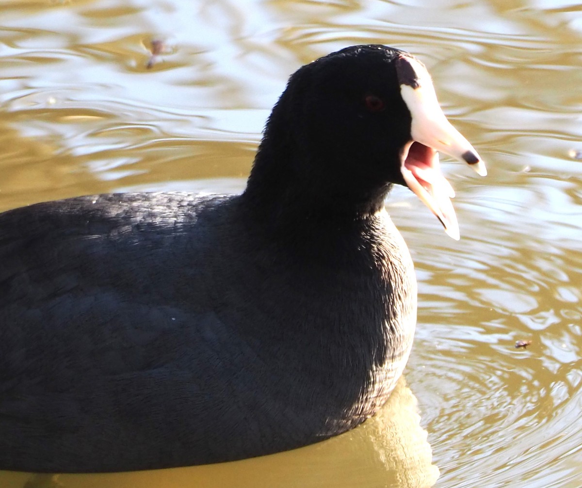 American Coot - ML616263427